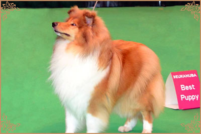 Prince Of Sunlight Naomi at Tremaro, Crufts Winners