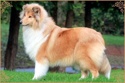 Prince Of Sunlight Naomi at Tremaro, Crufts Winners