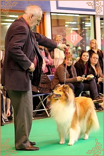 Prince Of Sunlight Naomi at Tremaro, Crufts Winners