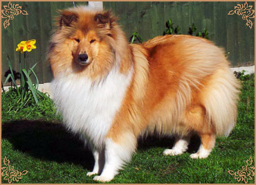 Prince Of Sunlight Naomi at Tremaro, Crufts Winners