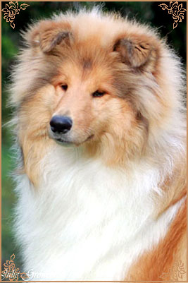 Prince Of Sunlight Naomi at Tremaro, Crufts Winners