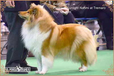 Prince Of Sunlight Naomi at Tremaro, Crufts Winners