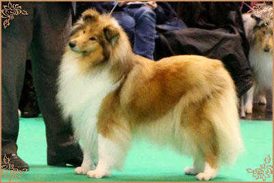 Prince Of Sunlight Naomi at Tremaro Prince Of Sunlight Naomi at Tremaro, Crufts Winners