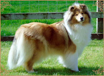 Prince Of Sunlight Naomi at Tremaro, Crufts Winners