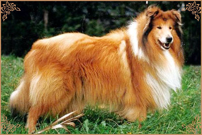 Punch de Gold Collies
