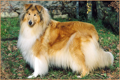 Q`Cathy de Gold Collies
