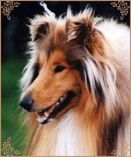 Rouky du Clos des Duchesses