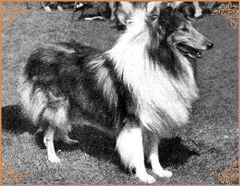 Rowdina Dramatic of Dunsinane, Crufts Winners