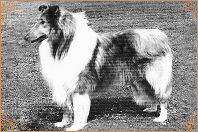 Royal Ace of Rokeby, Crufts Winners