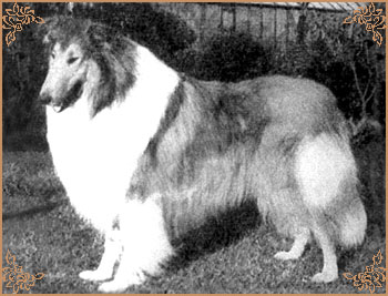Royal Ace of Rokeby, Crufts Winners