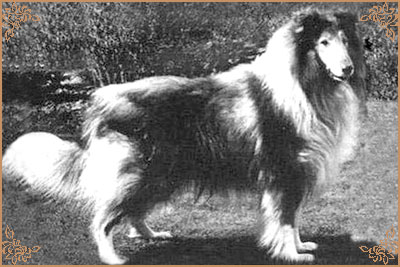 Royal Ace of Rokeby, Crufts Winners