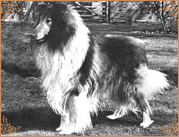 Royal Ace of Rokeby, Crufts Winners