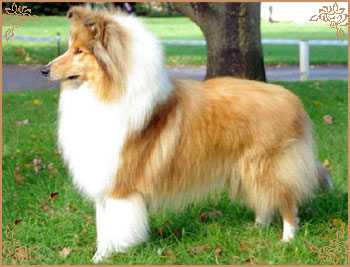 Salsina Stargazer, Crufts Winners