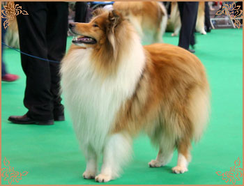 Salsina Stargazer, Crufts Winners