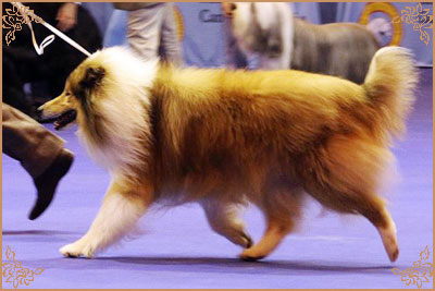 Salsina Stargazer, Crufts Winners