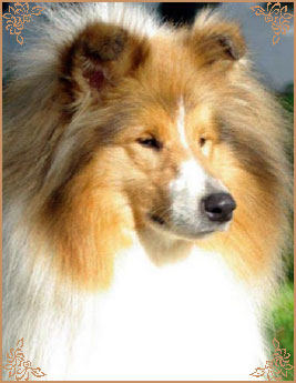 Salsina Stargazer, Crufts Winners