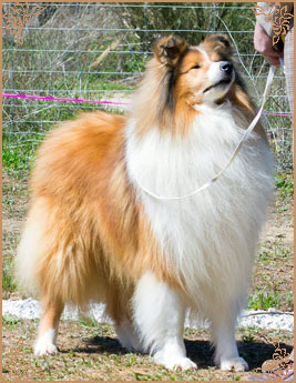 Salsina Stargazer, Crufts Winners