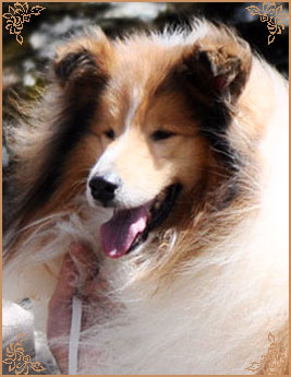 Salsina Stargazer, Crufts Winners