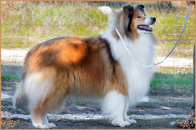 Salsina Stargazer, Crufts Winners