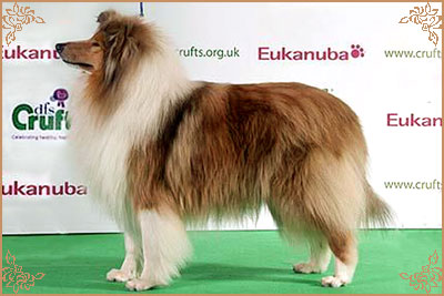Salsina Stargazer Salsina Stargazer, Crufts Winners