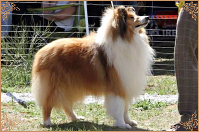 Salsina Stargazer, Crufts Winners
