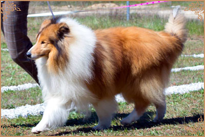 Salsina Stargazer, Crufts Winners