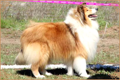 Salsina Stargazer, Crufts Winners