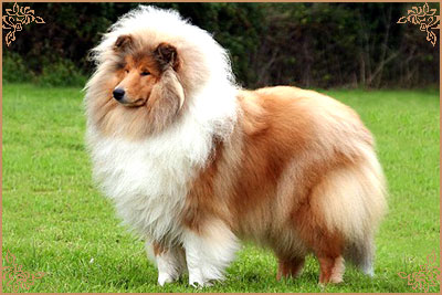 Samhaven Moet, Crufts Winners