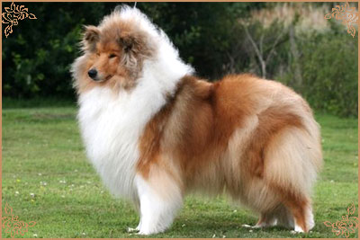 Samhaven Moet Samhaven Moet, Crufts Winners