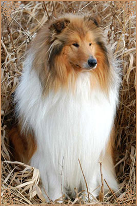 Samhaven Toast Marster, Crufts Winners