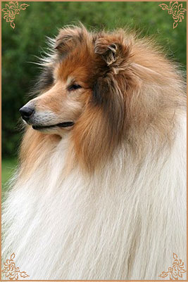 Samhaven Toast Marster, Crufts Winners