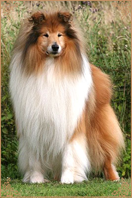 Samhaven Toast Marster, Crufts Winners