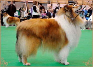 Samhaven Toast Marster, Crufts Winners