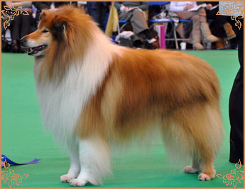 Samhaven Toast Marster, Crufts Winners
