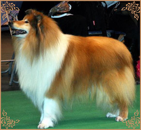 Samhaven Toast Marster, Crufts Winners