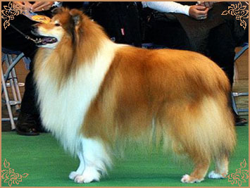 Samhaven Toast Marster, Crufts Winners