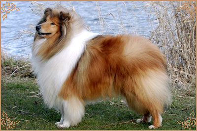 Samhaven Toast Marster Samhaven Toast Marster, Crufts Winners