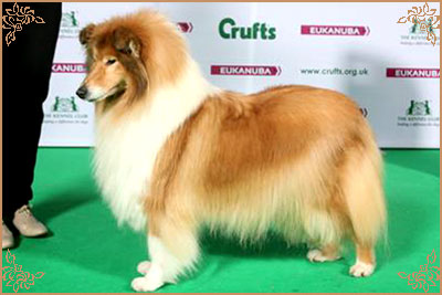 Samhaven Wired For Sound Samhaven Wired For Sound, Crufts Winners