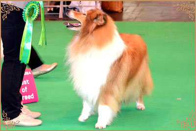 Samhaven Wired For Sound, Crufts Winners
