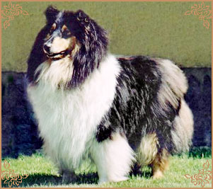 Silver Dream Black Xanadu