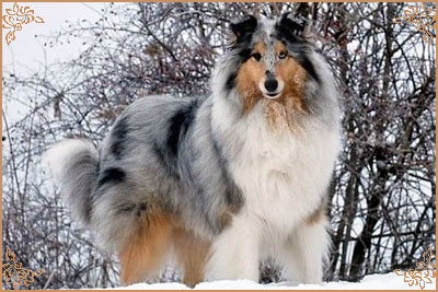 Silver Dream Blue Christmas Time