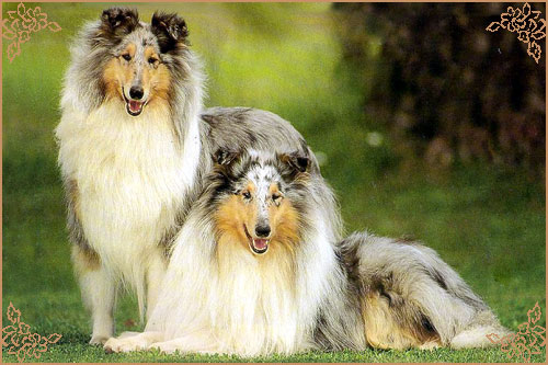 Shep`s Huckleberry Boy