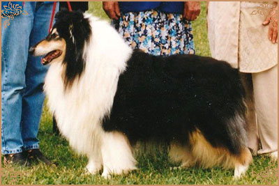 Sunnyhurst Siegfried of Karava