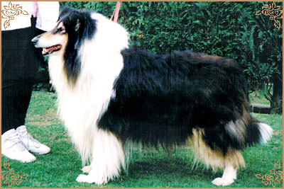 Sunnyhurst Siegfried of Karava