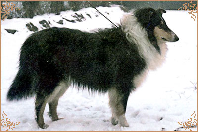 Sunyboy of Royalpark