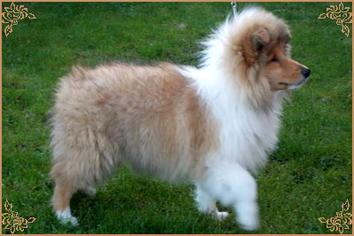 Telforth Tony, Crufts Winners