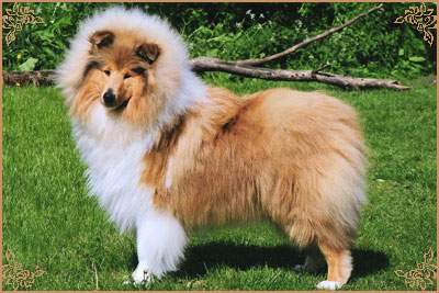 Telforth Tony, Crufts Winners