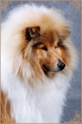 Telforth Tony, Crufts Winners