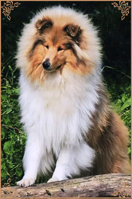 Telforth Tony, Crufts Winners