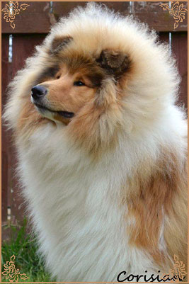 Telforth Tony, Crufts Winners